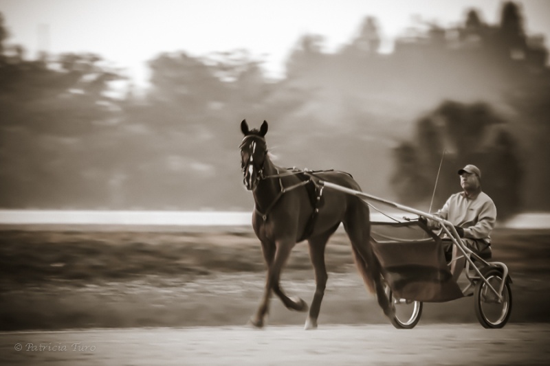 Harness Racing 58