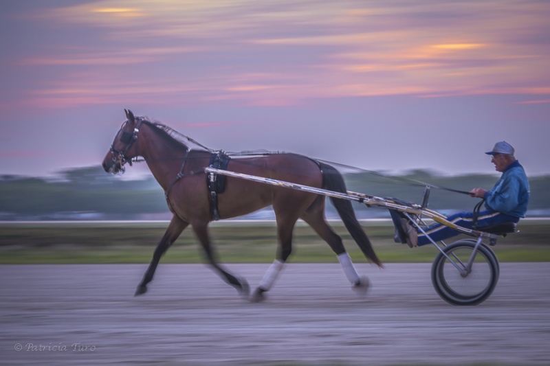 Harness Racing 11