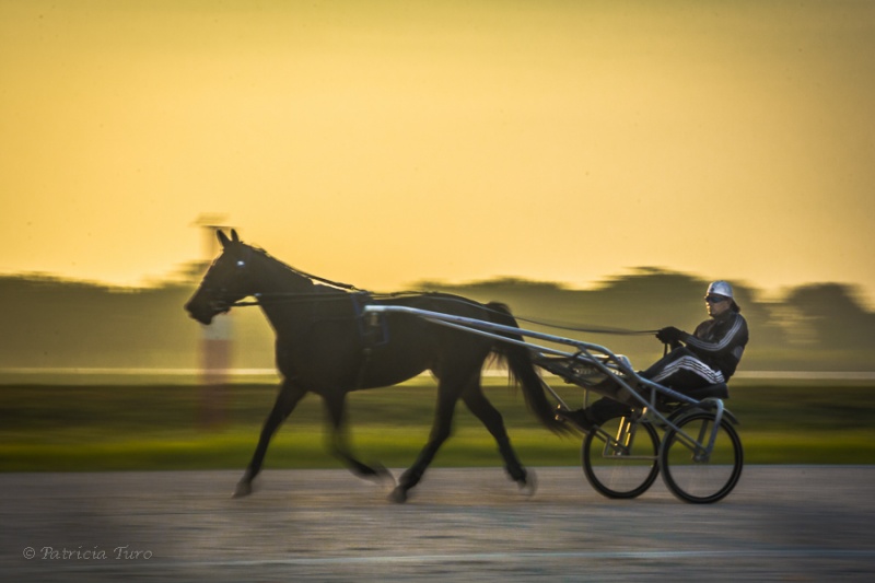 Harness Racing 20