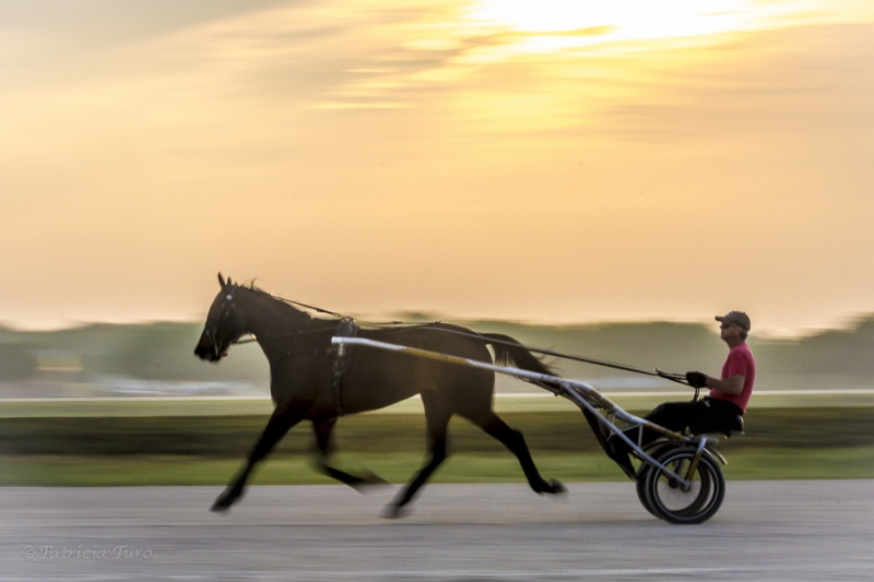 Harness Racing 23