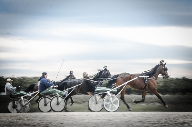 Harness Racing 60