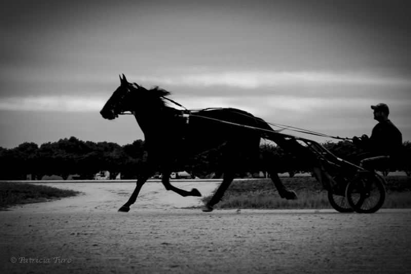 Harness Racing 53