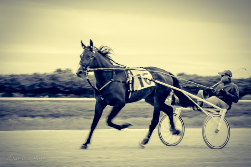 Harness Racing 36