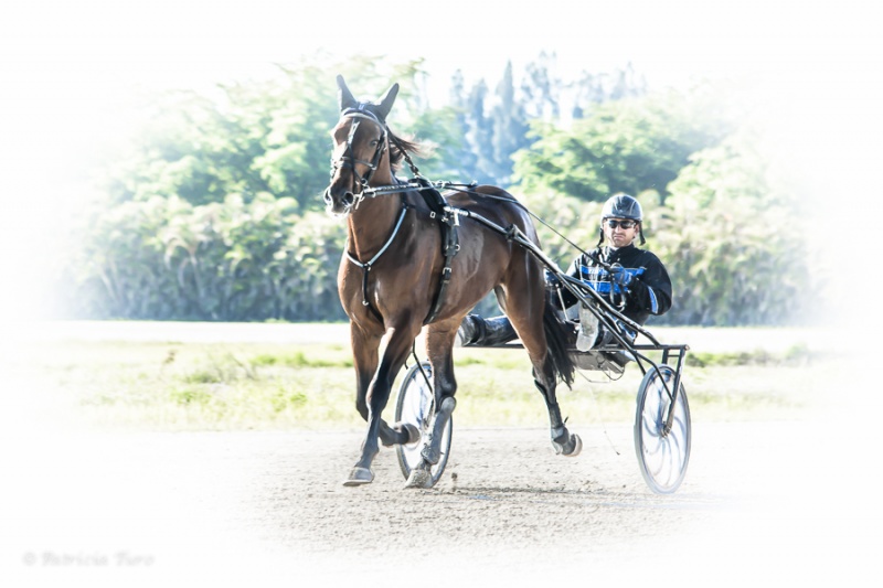 Harness Racing 33