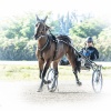 Harness Racing 33