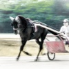 Harness Racing 39