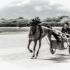 Harness Racing 68