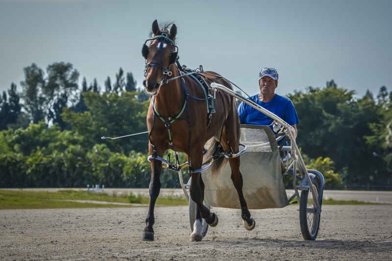 Harness Racers 26