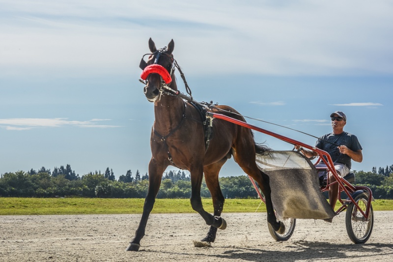 Harness Racers 27