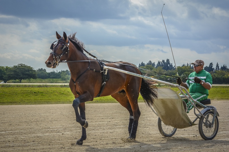 Harness Racers 30