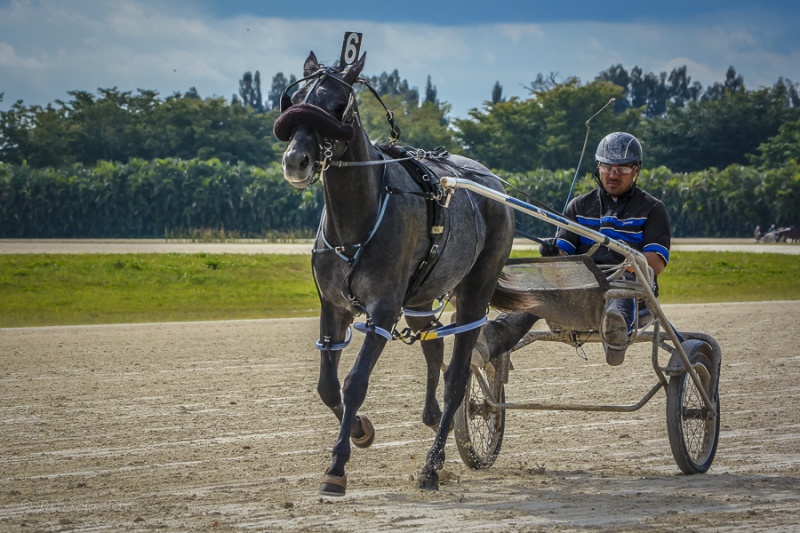 Harness Racers 31
