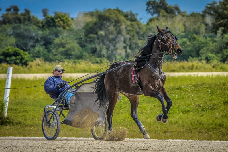 Harness Racers 34