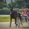 Harness Racer 29