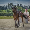 Harness Racer 32