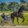 Harness Racers 34