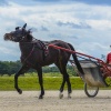 Harness Racer 46