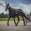 Harness Racer 37