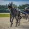 Harness Racers 31