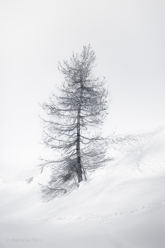 The Tree in the Snow