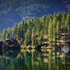 Lake Silvaplana Tree Reflections
