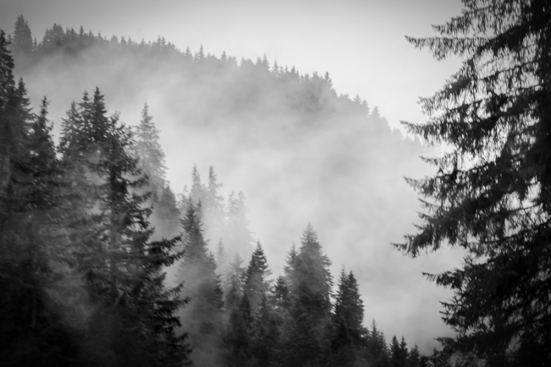 Fog Engulfing Trees