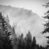 Fog Engulfing Trees