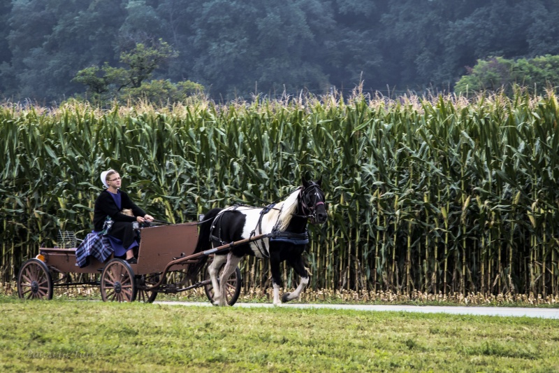 The Apple Cart