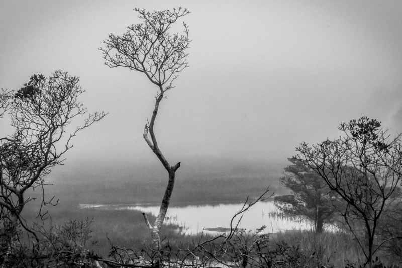 Cape Cod in Fog 55
