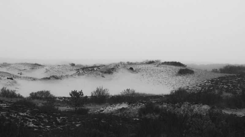 Sandy Neck Dunes 13