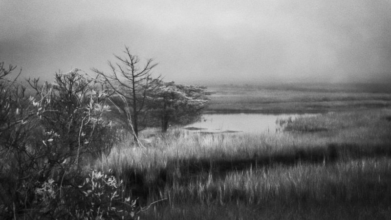 Cape Cod Marsh 21