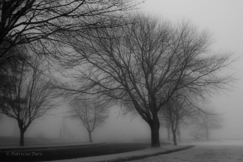 A foggy Morning on Cape Cod
