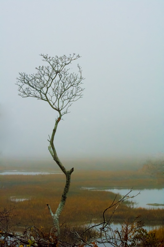 A Tree in the Marsh