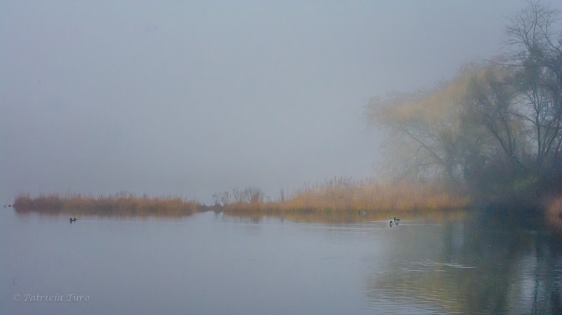 Hyannis Marsh 104