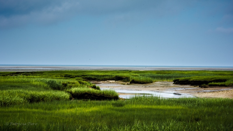 Velvet Marshes