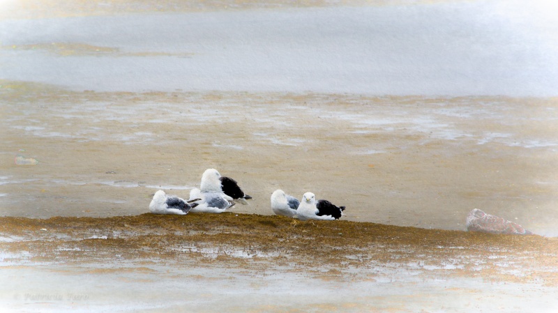 Seagulls
