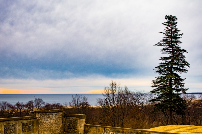 Sea View and the Tree