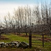 Apple Orchard 300