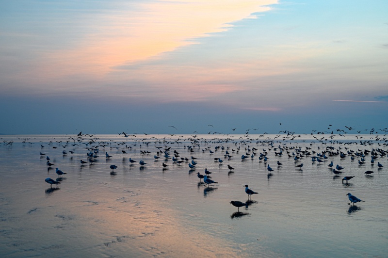 Seagulls