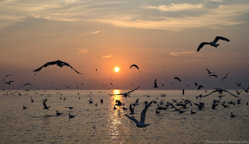 Seagulls in Sunlight