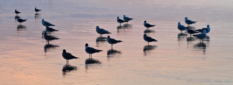 Seagulls in the Pink