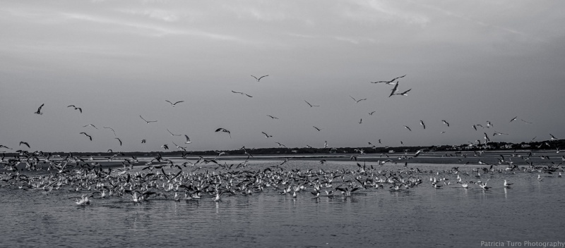 Seagulls in B&W