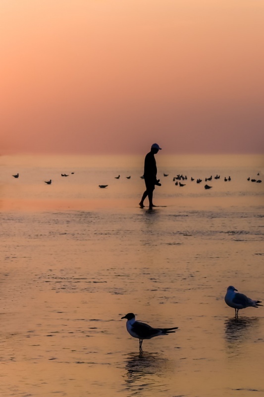 Walk with the Birds