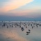 Seagulls