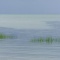 Foggy Day Rock Harbor
