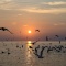 Seagulls in Sunlight