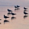 Seagulls in the Pink