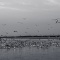 Seagulls in B&W