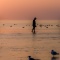 Walk with the Birds