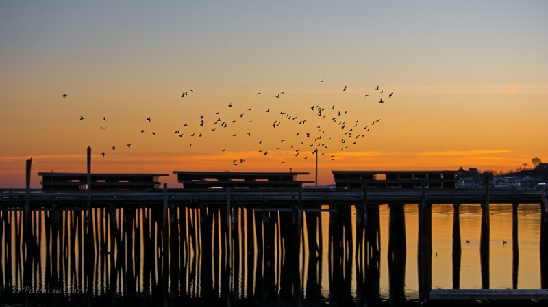 Birds and the Pier