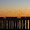 Birds and the Pier